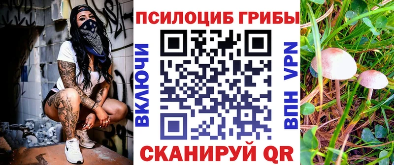 где купить   Тверь  Галлюциногенные грибы Magic Shrooms 